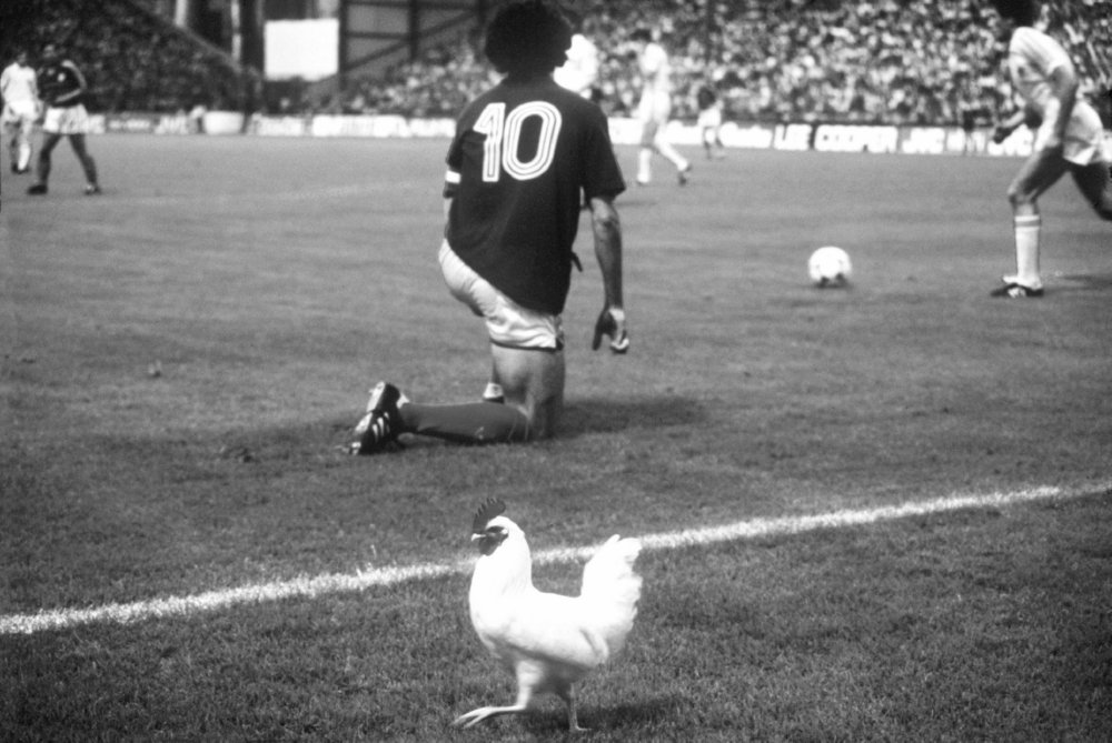 میشل پلاتینی و مرغ کنار زمین (یورو 1984) - Un coq de Francais strolls down the sideline past Michel Platini at Euro 1984