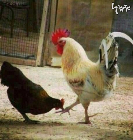 مرررررد یعنی این ...