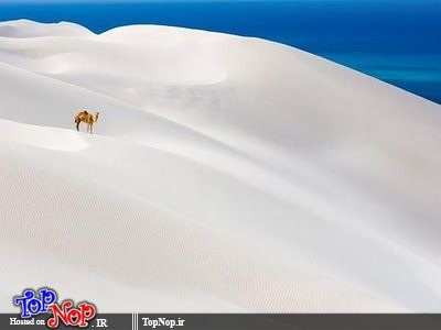 شكار لحظه 1