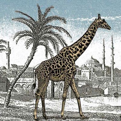 خطای دید تو این عکس دو تا زرافه هست(نکتشو گرفتی؟)