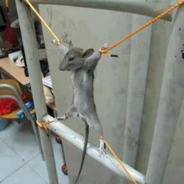 عــاقبت یــه موش تــو خــوابگــاه پــسرا !!!!!!!!!!!!!!!!!!!!!!!!!!!!!!