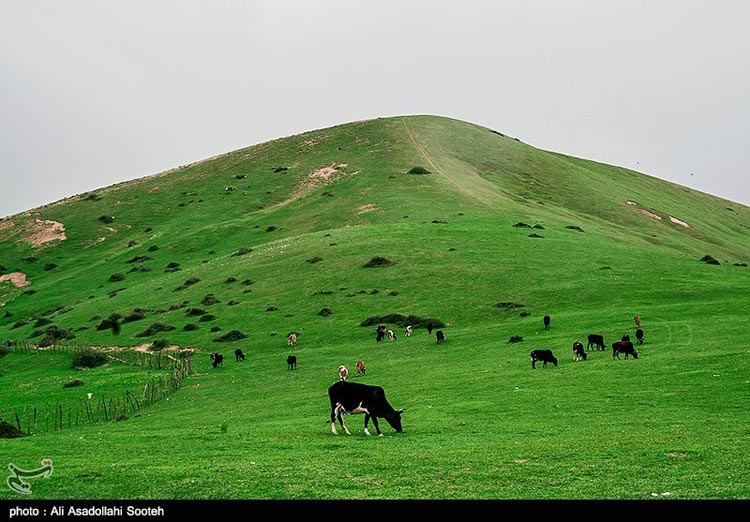 طبیعت زیبای بهاری گیلان به روایت تصویر طرفداری