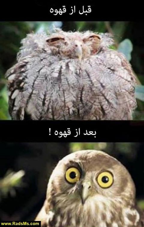صرفا جهت خنده 7 