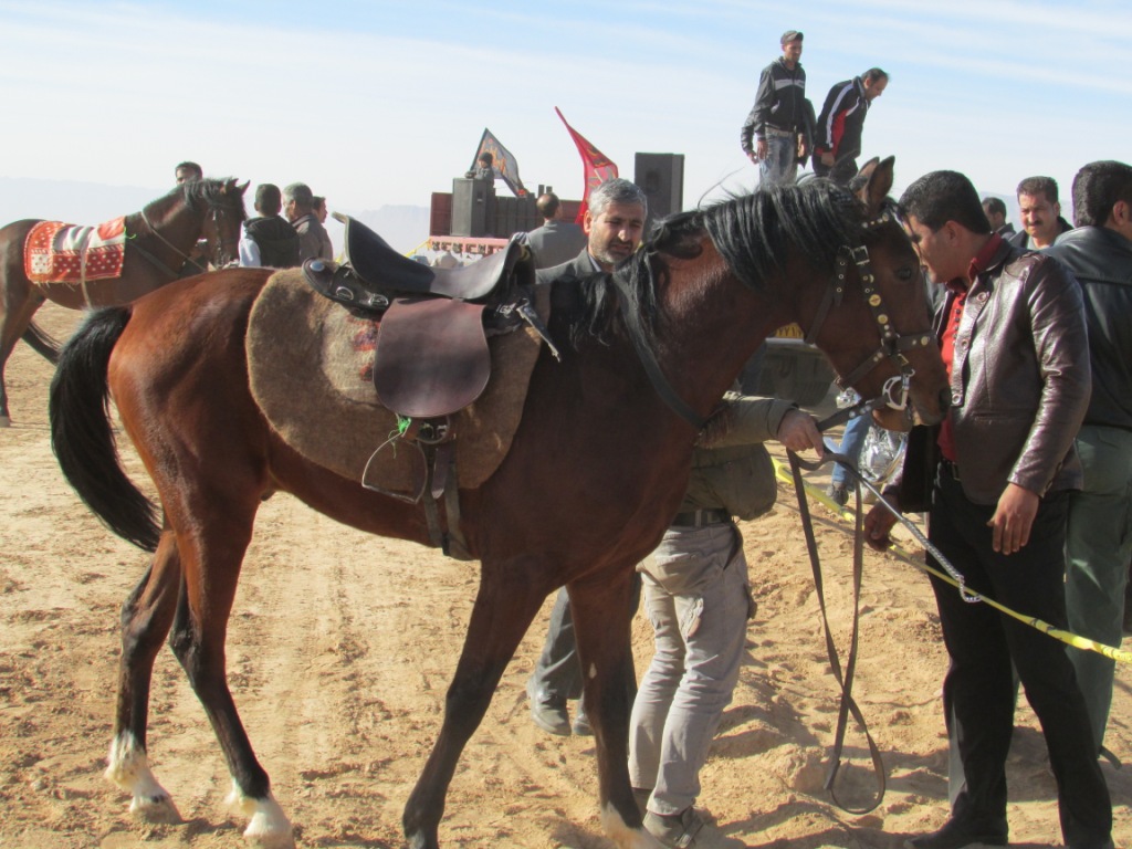 اسب-اسب سواری-سوارکاری ایران