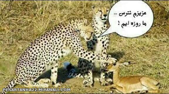 عزیزم نترس ما روزه ایم