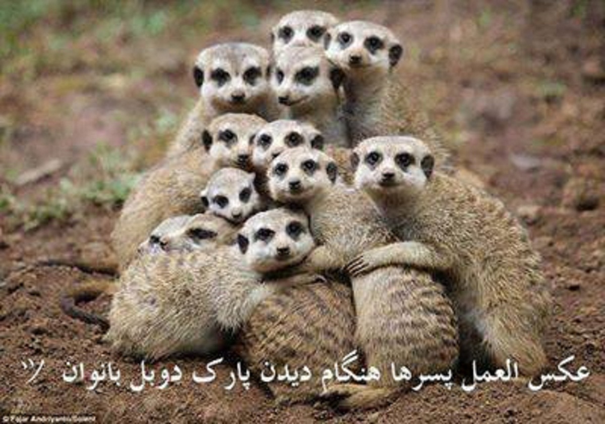 بچه ها همه جمع شید بخندیم آخه داره پارک....