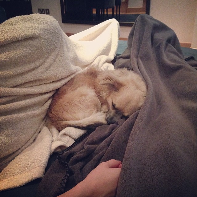 عکس جدید شورله در اینستاگرام:Must be nice to be a little dog:)))