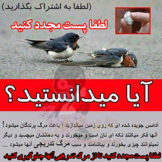 حرکت حیوان دوستانه
