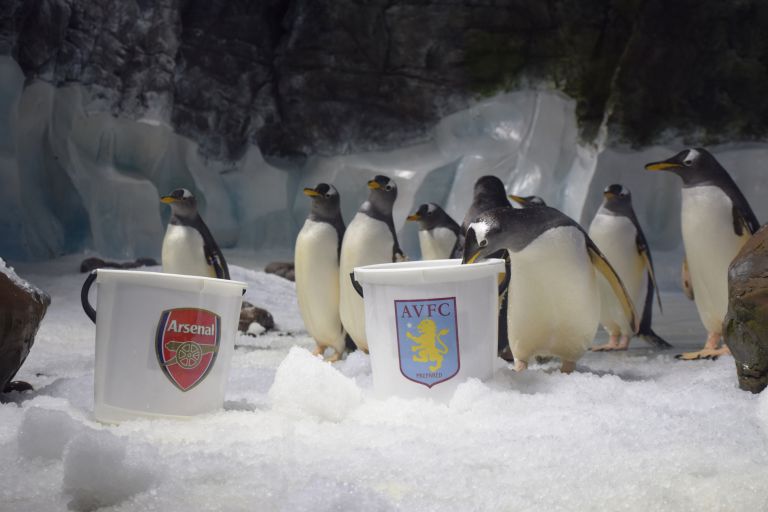 یک پنگوئن شکست آرسنال را در فینال جام حذفی پیش بینی کرد