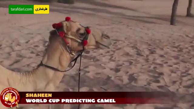 پیش بینی نتیجه فینال جام جهانی توسط شتر، فیل و همستر