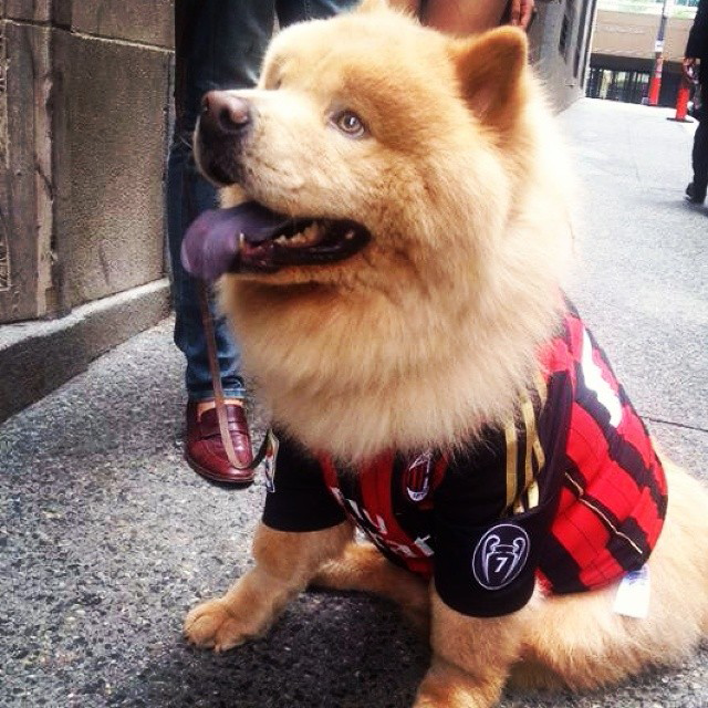 Milanista Dog