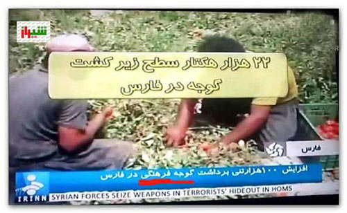گوجه فرهنگی ؟ :|