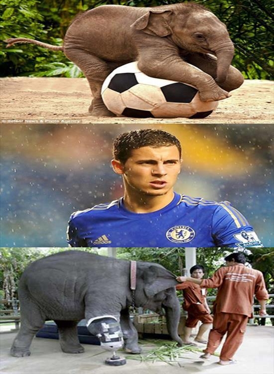 هازارذ :)))